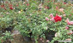 秋天的使者——黄月季花 黄月季花