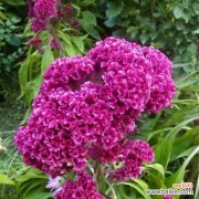 探寻鸡冠花的花语寓意 以鸡冠花的花语为主题的文章