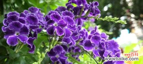 揭示连翘花背后的意义和象征性特征 以假连翘的花语和寓意