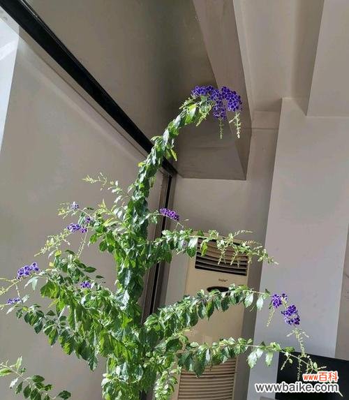 揭示连翘花背后的意义和象征性特征 以假连翘的花语和寓意