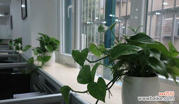 家居风水与洋桔梗的奇妙关联 洋桔梗风水寓意解读