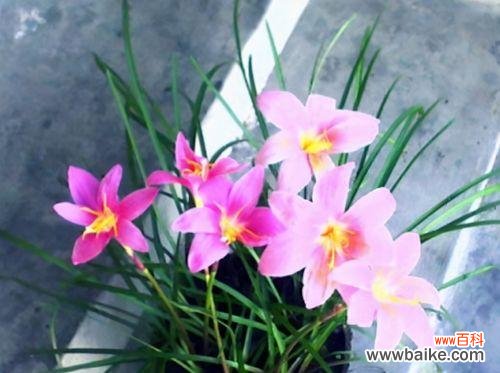 花开时节 吉利红开花的盛世绽放