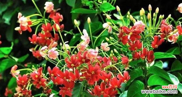 花开时节 吉利红开花的盛世绽放