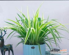 室内植物中的吉祥之选——金边吊兰 金边吊兰的寓意与象征风水