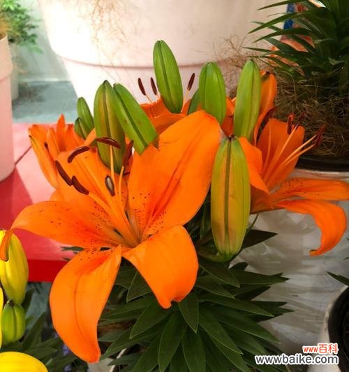 探寻金百合花的花语与寓意 金百合花的花语与寓意