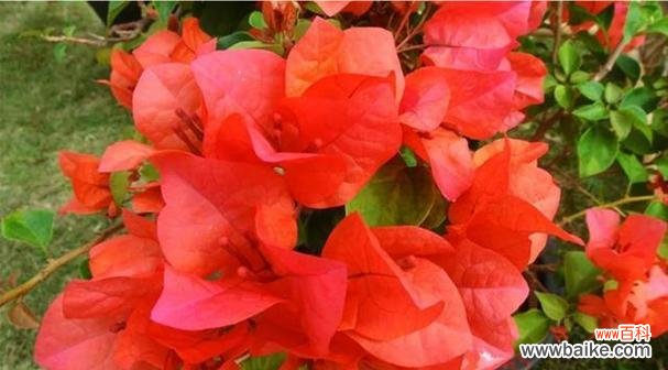 江门市花杜鹃花的美丽寓意与特点 江门的市花——杜鹃花的花语寓意