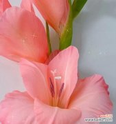 探索剑兰花的内涵与美丽 剑兰花的花语与象征意义