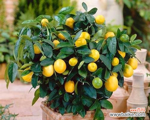 吉祥如意的金桔树——风水学解析 金桔树的风水寓意与摆放位置