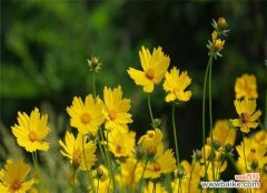 金鸡菊的花语与寓意 金鸡菊