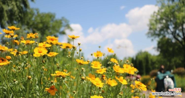 金鸡菊的花语与寓意 金鸡菊