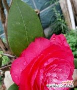 金华市花牡丹的种类与特点 金华市花——牡丹花的魅力与寓意