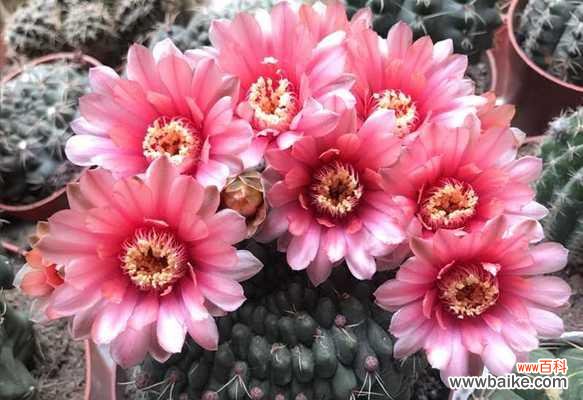 探索金虎花的风水福利与用途 金虎花风水的寓意与作用