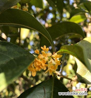 金桂开花季节与花语的魅力 金桂花开,岁月芬芳