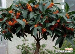 金桂开花季节与花语的魅力 金桂花开，岁月芬芳