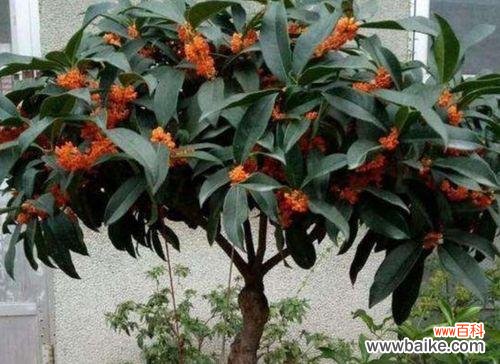 金桂开花季节与花语的魅力 金桂花开,岁月芬芳