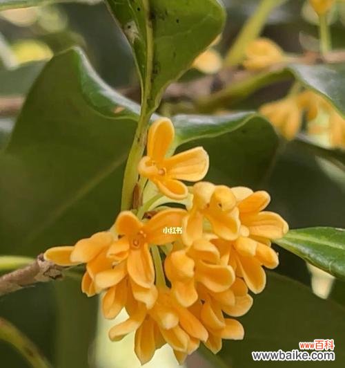 金桂开花季节与花语的魅力 金桂花开,岁月芬芳