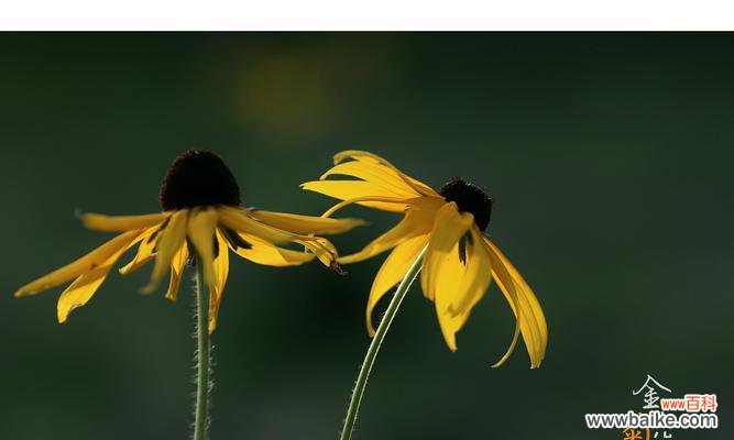 传递爱与希望的金黄使者 金光菊