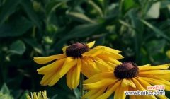 传递爱与希望的金黄使者 金光菊