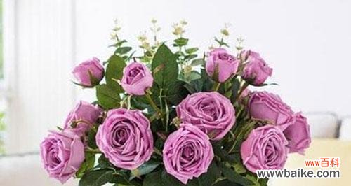 探秘金鱼花的花语及其寓意 金鱼花