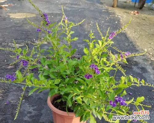 探寻金露花的花语与寓意 金露花的花语与寓意