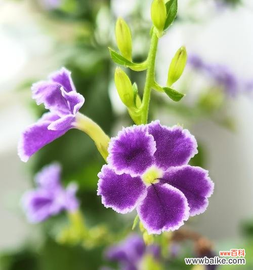 探寻金露花的花语与寓意 金露花的花语与寓意
