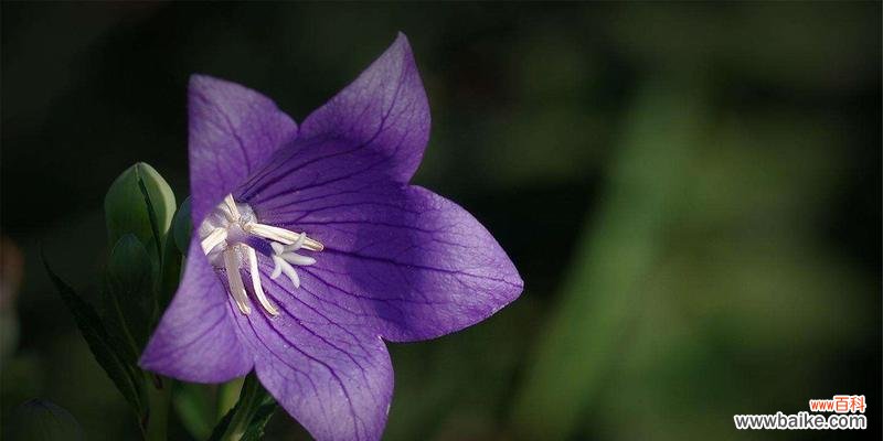 探索桔梗花所传达的情感和象征意义 桔梗的花语与寓意