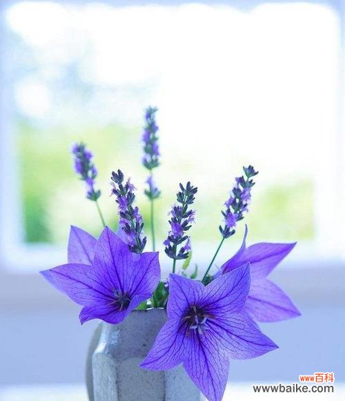 探索桔梗花所传达的情感和象征意义 桔梗的花语与寓意