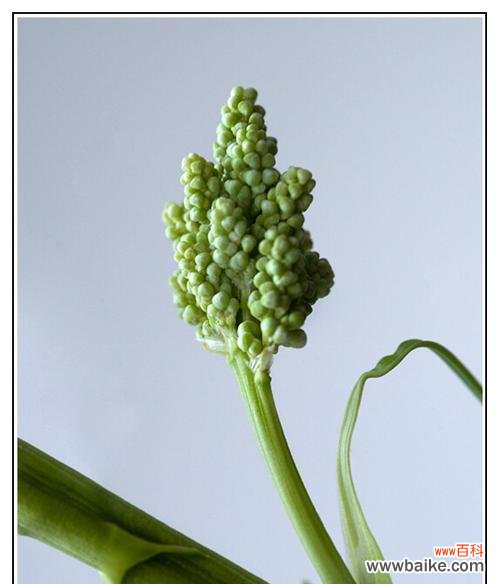 揭示幸福与希望的酒瓶兰之美 酒瓶兰开花的寓意与象征