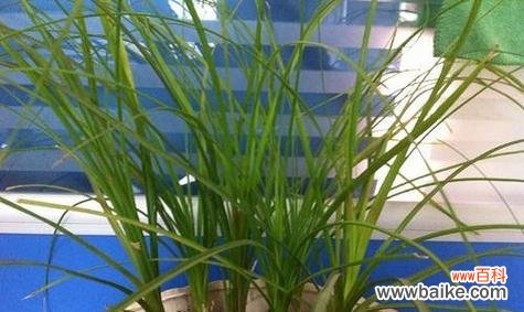 揭示幸福与希望的酒瓶兰之美 酒瓶兰开花的寓意与象征