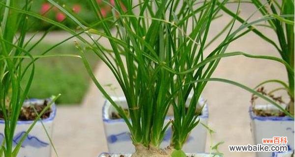 揭示幸福与希望的酒瓶兰之美 酒瓶兰开花的寓意与象征