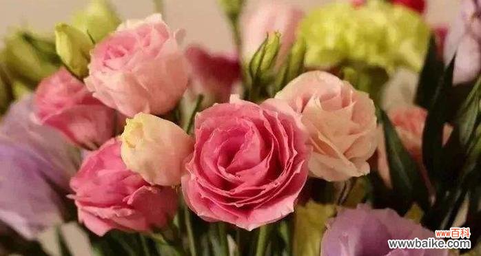 揭秘桔梗花的神秘符号与象征 桔梗花的花语与寓意