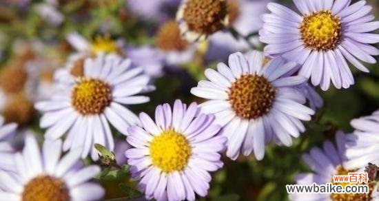 菊花的象征意义及文化价值 菊花花语与寓意解读