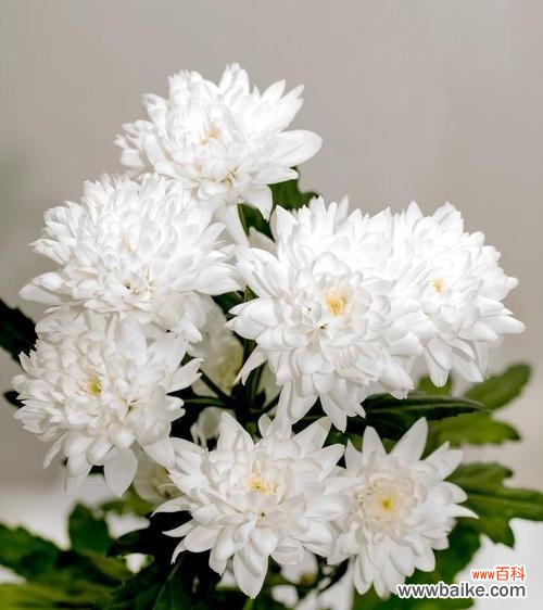 菊花的象征意义及文化价值 菊花花语与寓意解读