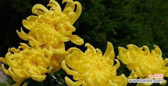 菊花的象征意义及文化价值 菊花花语与寓意解读