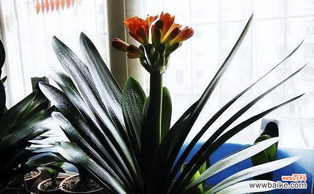 悦目的君子兰盆栽-借助风水之力提升开花率 以君子兰开花好不好开花的风水寓意