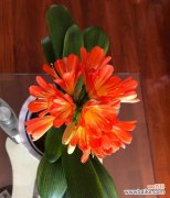 探寻君子兰的深意 君子兰花语与寓意