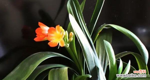 揭示君子兰在人们生活中扮演的重要角色 以君子兰的寓意和象征风水为主题的文章