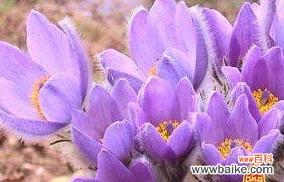 探寻卷柏的深意 卷柏花语与寓意