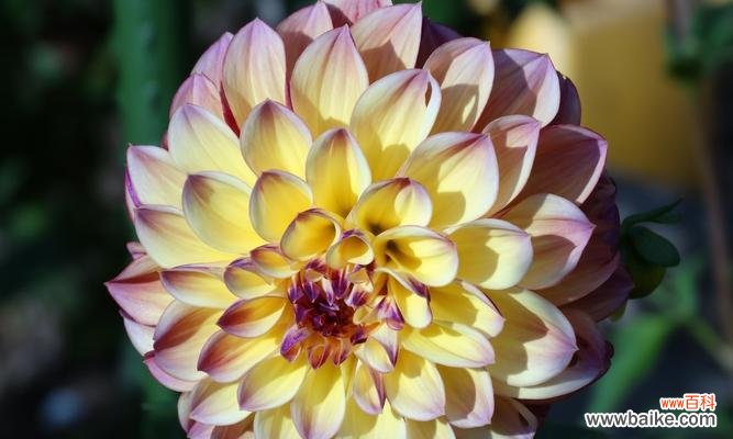 菊科植物的形态 菊科代表植物特征全面解析