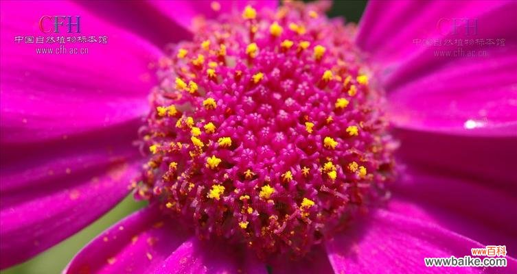 菊科植物的形态 菊科代表植物特征全面解析