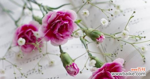 康乃馨花的深层寓意及其在风水中的运用 康乃馨的寓意与象征风水