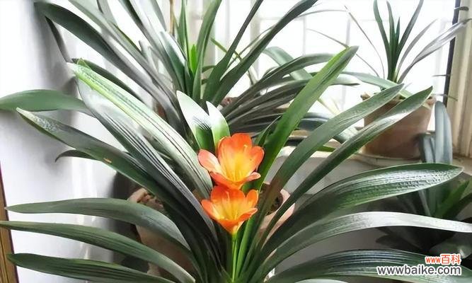 以君子兰解读人生哲学 君子兰