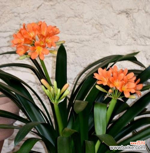 以君子兰解读人生哲学 君子兰