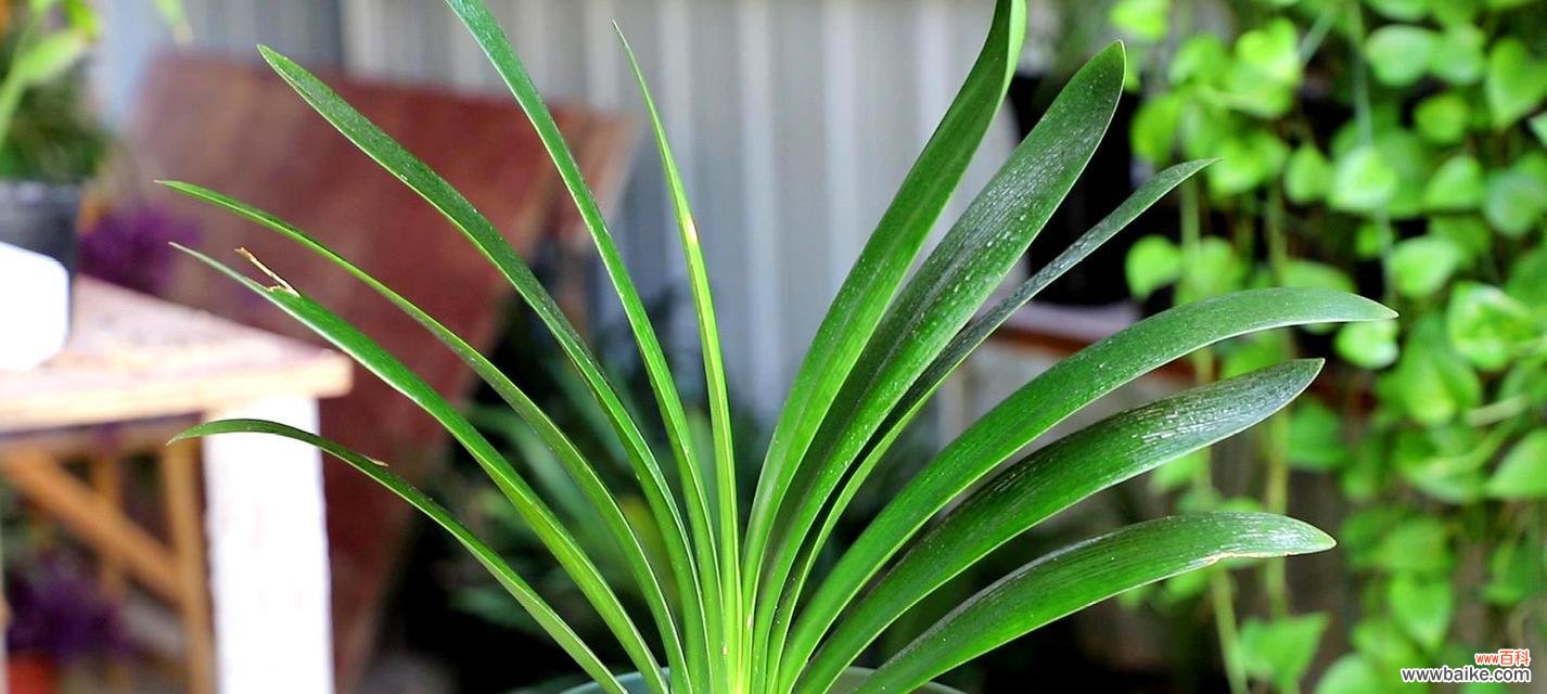 以君子兰解读人生哲学 君子兰