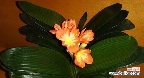 深入探索君子兰开花的意义与预示未来的好兆头 君子兰开花的寓意与好兆头