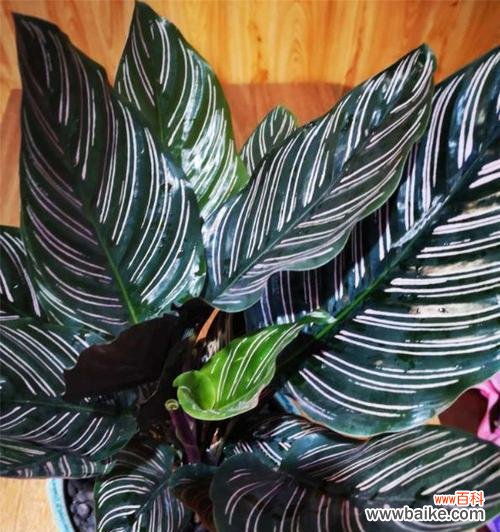 孔雀竹芋花开的喜讯传递着丰收与繁荣的象征 孔雀竹芋开花的好兆头与寓意