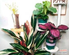 孔雀竹芋花开的喜讯传递着丰收与繁荣的象征 孔雀竹芋开花的好兆头与寓意