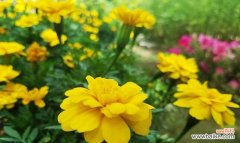 揭开孔雀草的奥秘 孔雀草的花语和寓意