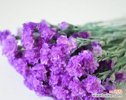 康乃馨花语深入解析 康乃馨花语与寓意