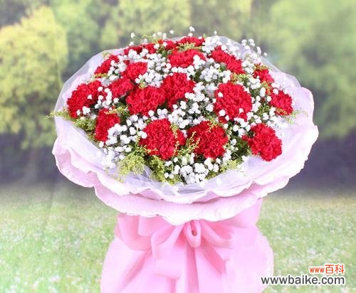 康乃馨花语深入解析 康乃馨花语与寓意